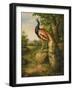 Classic Peacock-null-Framed Art Print