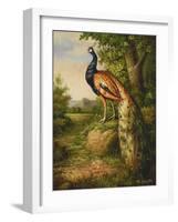 Classic Peacock-null-Framed Art Print