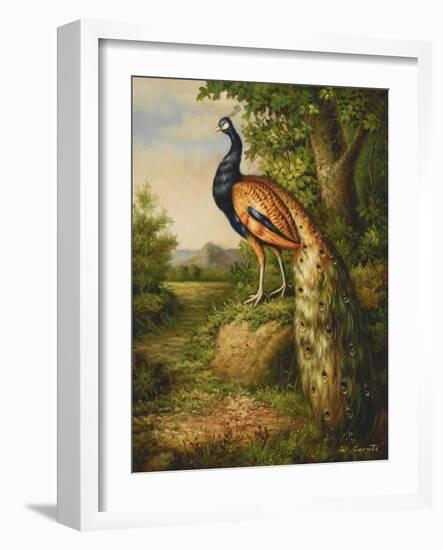 Classic Peacock-null-Framed Art Print