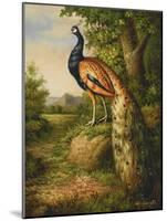 Classic Peacock-null-Mounted Art Print