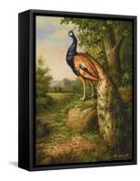 Classic Peacock-null-Framed Stretched Canvas