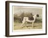 Classic Pointer Standing in the Field-null-Framed Art Print