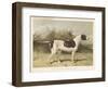 Classic Pointer Standing in the Field-null-Framed Art Print