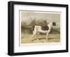 Classic Pointer Standing in the Field-null-Framed Art Print