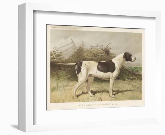 Classic Pointer Standing in the Field-null-Framed Art Print