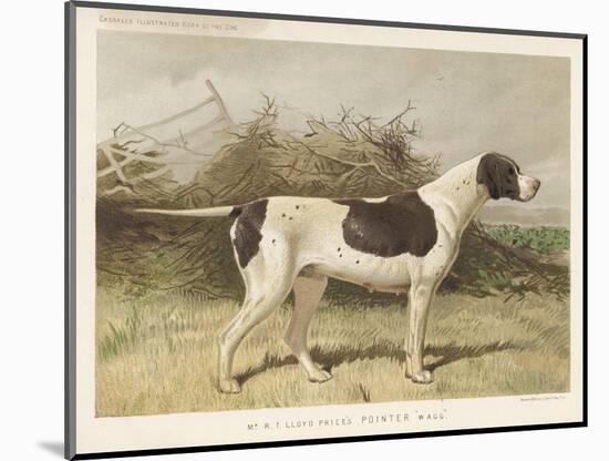 Classic Pointer Standing in the Field-null-Mounted Art Print