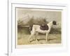 Classic Pointer Standing in the Field-null-Framed Art Print