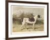 Classic Pointer Standing in the Field-null-Framed Art Print