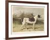 Classic Pointer Standing in the Field-null-Framed Art Print