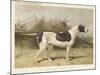 Classic Pointer Standing in the Field-null-Mounted Art Print