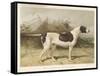 Classic Pointer Standing in the Field-null-Framed Stretched Canvas