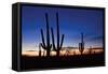 Classic Saguaro Sunset II-Larry Malvin-Framed Stretched Canvas