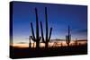 Classic Saguaro Sunset II-Larry Malvin-Stretched Canvas