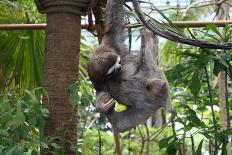 Sloth Hanging from Branch-classicalguitar86-Photographic Print