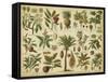 Classification of Tropical Plants-Vision Studio-Framed Stretched Canvas