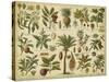 Classification of Tropical Plants-Vision Studio-Stretched Canvas