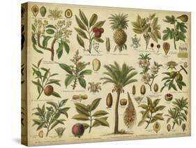 Classification of Tropical Plants-Vision Studio-Stretched Canvas