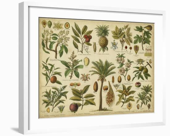 Classification of Tropical Plants-Vision Studio-Framed Art Print