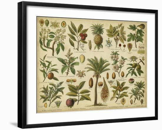 Classification of Tropical Plants-Vision Studio-Framed Art Print