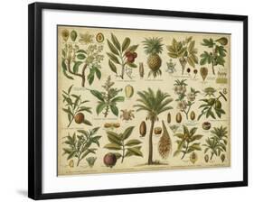 Classification of Tropical Plants-Vision Studio-Framed Art Print