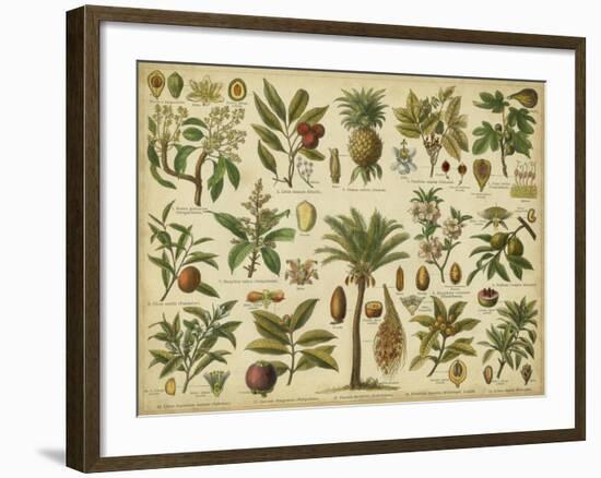 Classification of Tropical Plants-Vision Studio-Framed Art Print