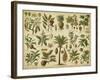 Classification of Tropical Plants-Vision Studio-Framed Art Print