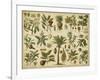 Classification of Tropical Plants-Vision Studio-Framed Art Print