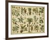 Classification of Tropical Plants-Vision Studio-Framed Art Print