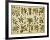 Classification of Tropical Plants-Vision Studio-Framed Art Print