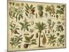 Classification of Tropical Plants-Vision Studio-Mounted Art Print