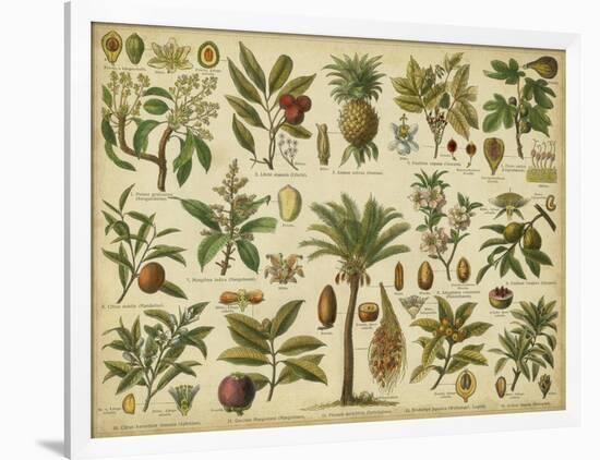 Classification of Tropical Plants-Vision Studio-Framed Art Print