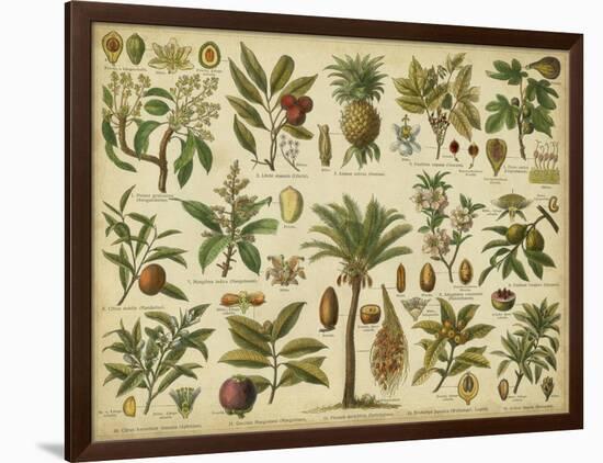 Classification of Tropical Plants-Vision Studio-Framed Art Print