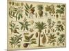 Classification of Tropical Plants-Vision Studio-Mounted Art Print