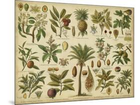 Classification of Tropical Plants-Vision Studio-Mounted Art Print