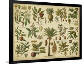 Classification of Tropical Plants-Vision Studio-Framed Art Print