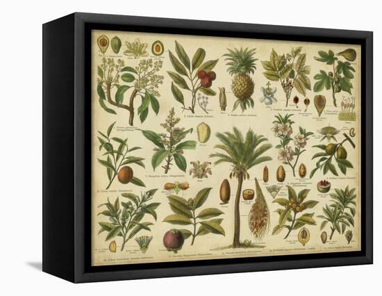 Classification of Tropical Plants-Vision Studio-Framed Stretched Canvas