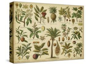 Classification of Tropical Plants-Vision Studio-Stretched Canvas