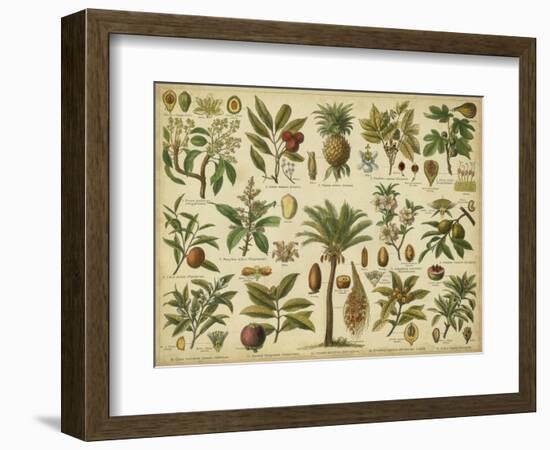 Classification of Tropical Plants-Vision Studio-Framed Art Print