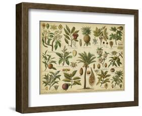 Classification of Tropical Plants-Vision Studio-Framed Art Print