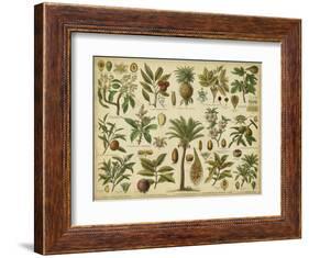 Classification of Tropical Plants-Vision Studio-Framed Art Print