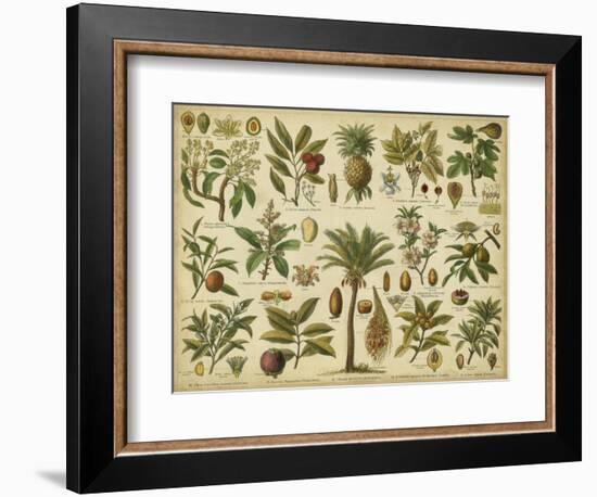 Classification of Tropical Plants-Vision Studio-Framed Art Print