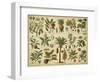 Classification of Tropical Plants-Vision Studio-Framed Art Print