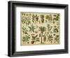 Classification of Tropical Plants-Vision Studio-Framed Art Print