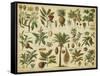 Classification of Tropical Plants-Vision Studio-Framed Stretched Canvas