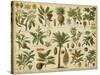 Classification of Tropical Plants-Vision Studio-Stretched Canvas