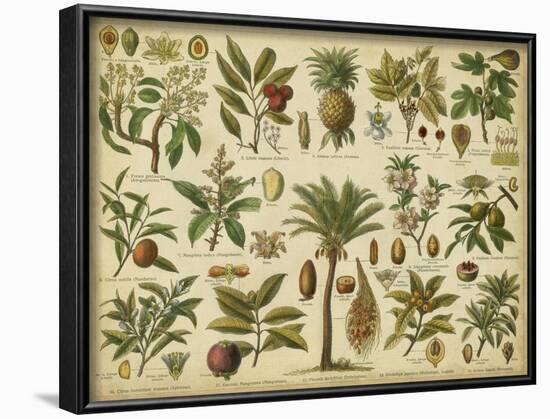 Classification of Tropical Plants-Vision Studio-Framed Art Print