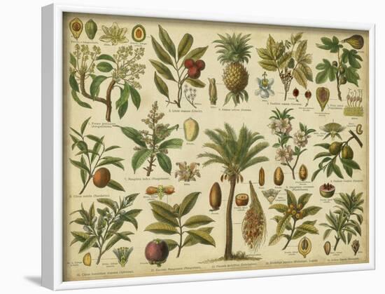 Classification of Tropical Plants-Vision Studio-Framed Art Print