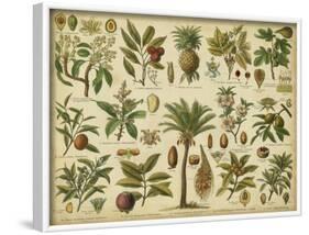 Classification of Tropical Plants-Vision Studio-Framed Art Print