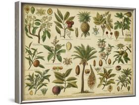 Classification of Tropical Plants-Vision Studio-Framed Art Print