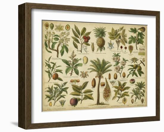 Classification of Tropical Plants-Vision Studio-Framed Art Print